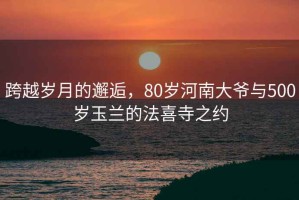 跨越岁月的邂逅，80岁河南大爷与500岁玉兰的法喜寺之约